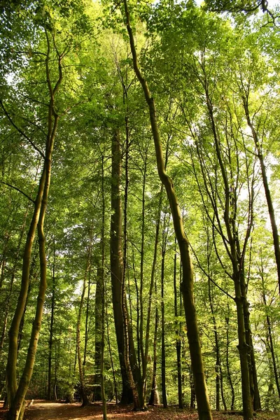 Pionowe Ujęcie Wysokich Drzew Szlaku Lesie — Zdjęcie stockowe