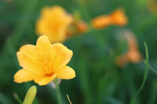 Eine Schöne Nahaufnahme Einer Einzigen Gelben Taglilie — Stockfoto