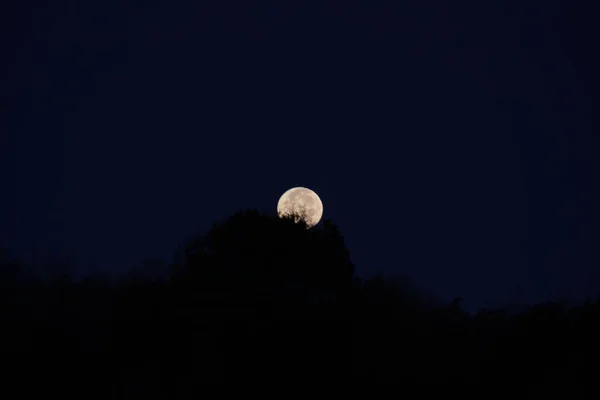 Plano Aislado Una Luna Una Silueta Árboles Contra Oscuro Cielo — Foto de Stock