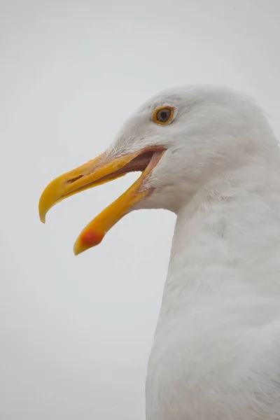 Vertical Closeup Shot Face Seagull Cloudy Sky Background — Stock Photo, Image