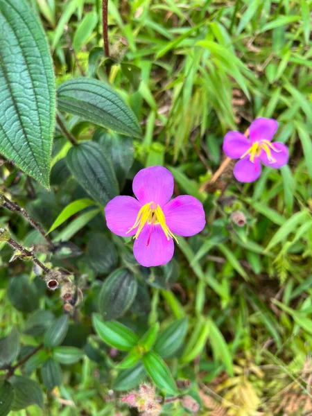 Bir Bahçede Dikey Kaya Gülleri Dissotis Rotundifolia Çekimi — Stok fotoğraf