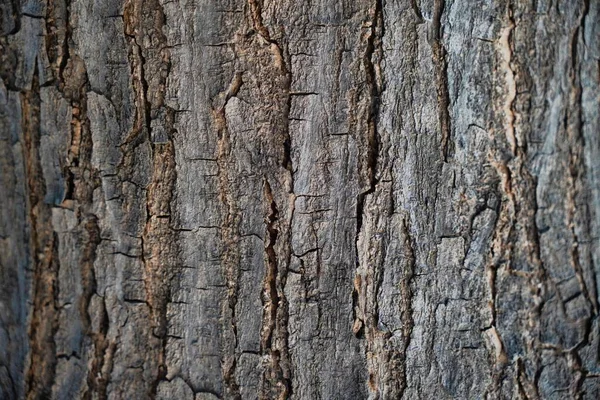 オークの木の樹皮の質感の背景 — ストック写真