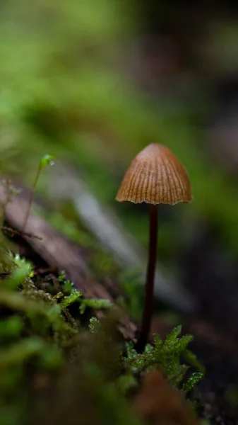 Eine Vertikale Nahaufnahme Eines Galerina Pilzes Auf Einer Bemoosten Oberfläche — Stockfoto