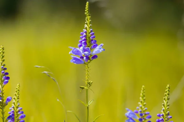 野原で育つ美しい従順な植物 — ストック写真