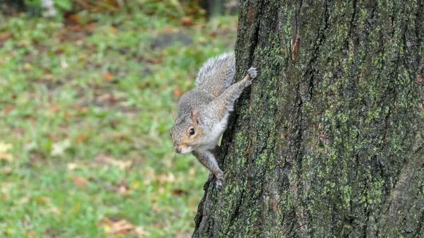 Zbliżenie Wiewiórki Drzewie — Zdjęcie stockowe