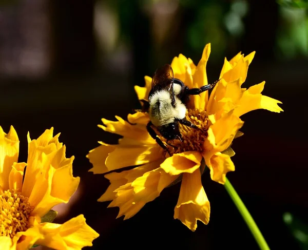 Μια Ανατολική Μέλισσα Μαζεύοντας Νέκταρ Σχηματίζουν Ένα Λουλούδι Tickseed Στον — Φωτογραφία Αρχείου