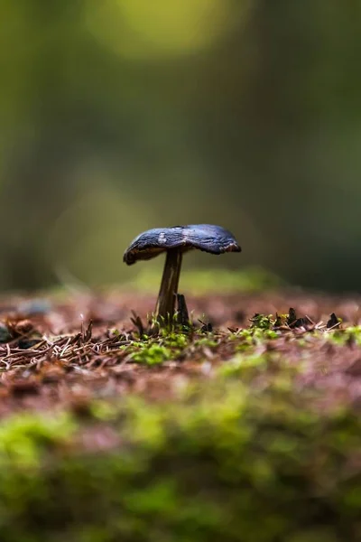 背景がぼやけている森の中の小さなEntolomaの垂直マクロショット — ストック写真