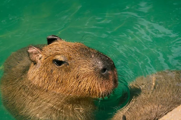 Μια Κοντινή Θέα Ενός Capybara Μια Πισίνα — Φωτογραφία Αρχείου