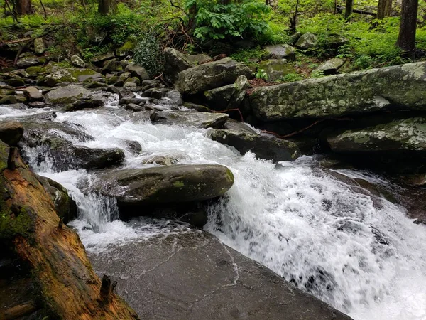 Krásný Výhled Malou Řeku Která Teče Zeleným Lesem — Stock fotografie