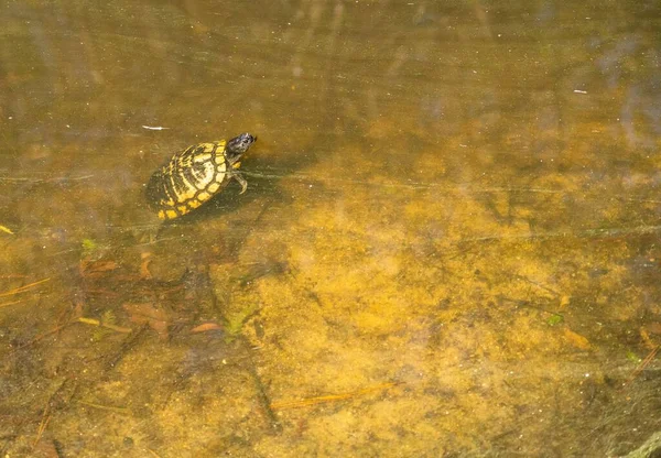 High Angle Shot Small Turtle Swimming Dirty Lake — Stock Photo, Image
