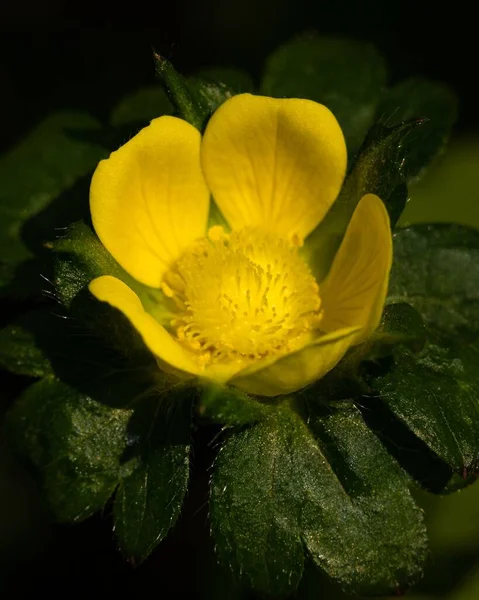 Egy Sárga Duchesnea Indica Virág Finom Szirmaival Felfelé — Stock Fotó
