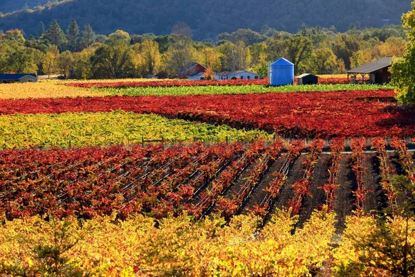 Jesienny Krajobraz Rozległymi Terenami Rolniczymi Napa Valley Kalifornia Usa — Zdjęcie stockowe