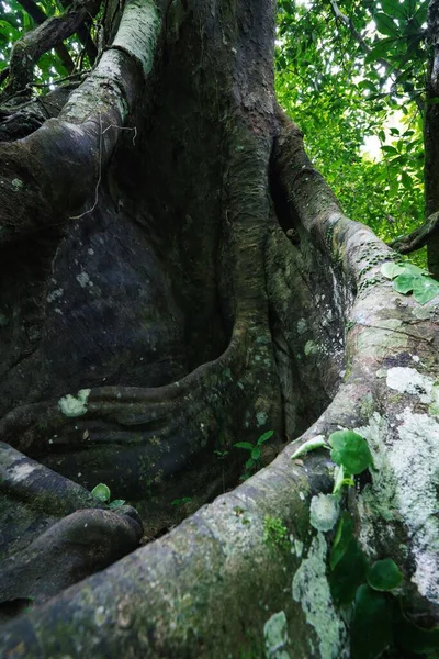 Krásný Detailní Záběr Velký Kmen Stromu — Stock fotografie