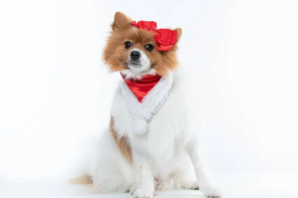 Hermoso Perro Spitz Con Decoraciones Rojas Aisladas Sobre Fondo Blanco —  Fotos de Stock