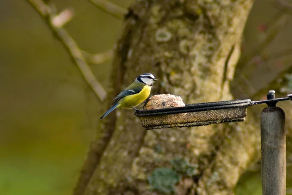 Eurasian Blue Tit Eating Fatballs Metal Bird Feeder Tree Branch — Stockfoto