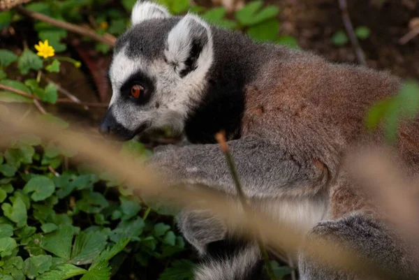 Närbild Bild Ring Tailed Lemur Växter Dagtid Suddig Bakgrund — Stockfoto