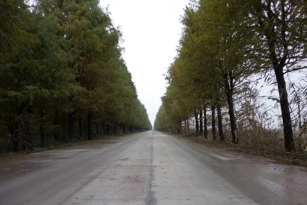 Пустая Проселочная Дорога Окружении Зеленых Деревьев — стоковое фото