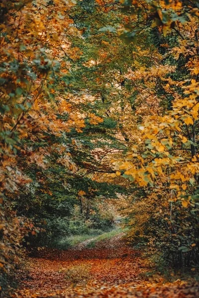 Pionowy Jesienny Krajobraz Pochmurny Deszczowy Mglisty Dzień — Zdjęcie stockowe
