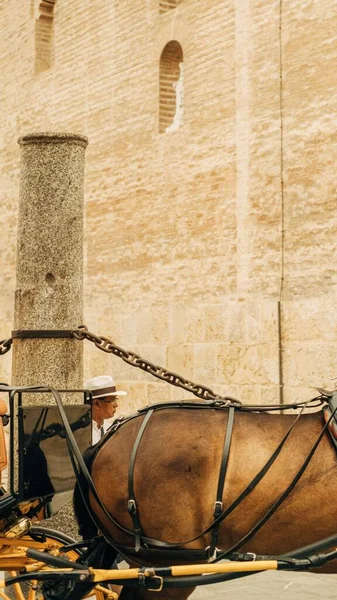 Pionowe Ujęcie Mężczyzny Obok Brązowego Konia Sewilli Hiszpania — Zdjęcie stockowe