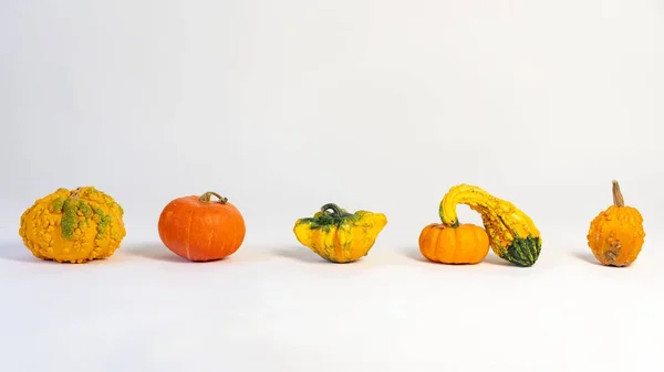 Μια Ποικιλία Από Φρέσκιες Κολοκύθες Και Και Gourd Bumpy Πορτοκαλί — Φωτογραφία Αρχείου