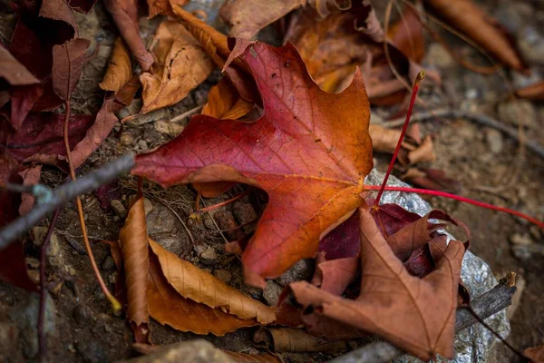 Zbliżenie Górny Wgląd Pomarańczowego Liścia Ziemi Podczas Jesieni — Zdjęcie stockowe