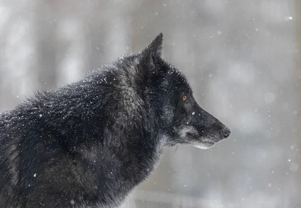 Close Lobo Negro Olhando Para Lado Com Fundo Borrado Inverno — Fotografia de Stock