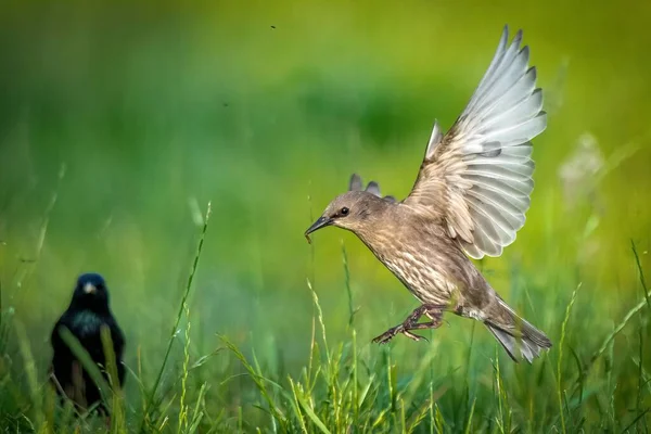 Молодий Зловісний Птах Який Летить Трав Яне Поле Нідерландах — стокове фото