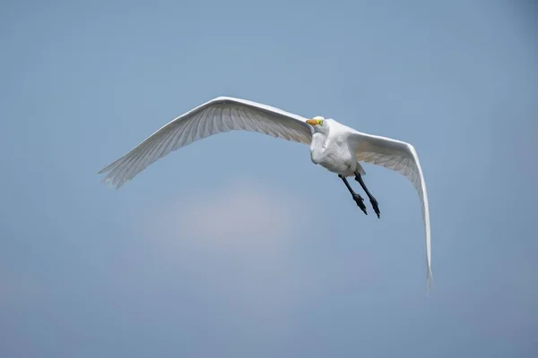 Bílý Pták Letící Modré Obloze — Stock fotografie
