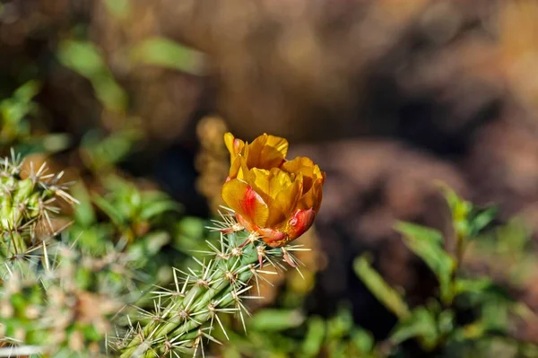 Close Cacto Cholla Crescendo Deserto Phoenix Arizona — Fotografia de Stock