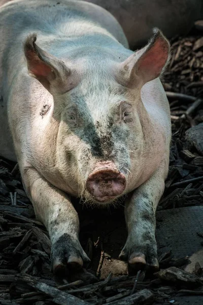A vertical shot of a Pig on the ground on the farm