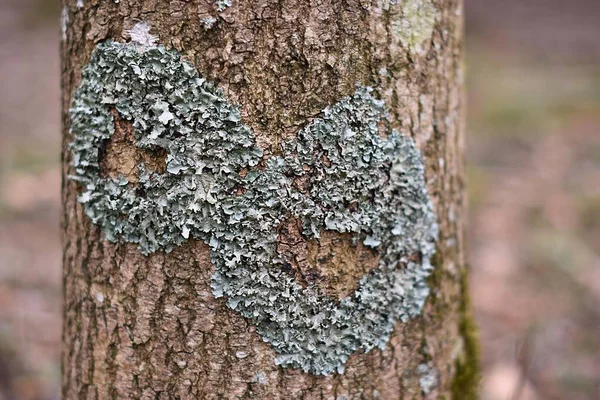 Ağaç Yosunu Lichen Seçici Odağı — Stok fotoğraf