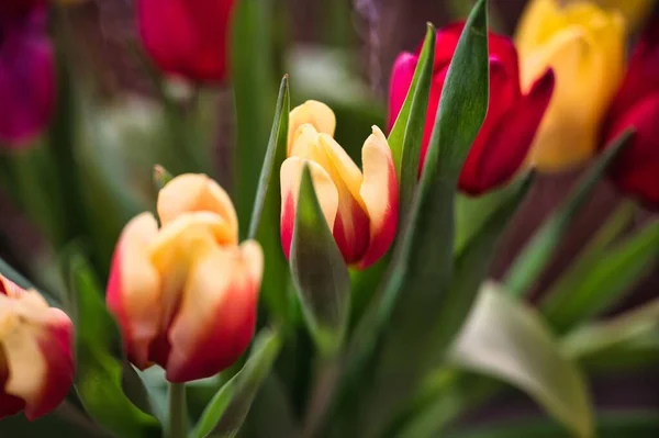 Zbliżenie Rosnących Tulipanów — Zdjęcie stockowe