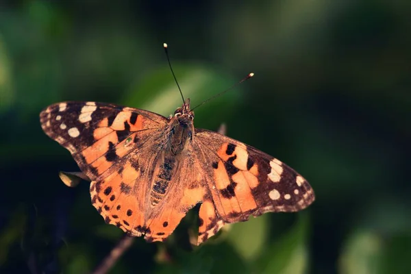 Selektivní Zaměření Nahnědlého Motýla — Stock fotografie