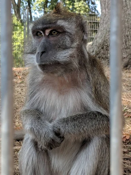 Eine Vertikale Aufnahme Eines Braunen Süßen Affen Einem Zoo Basel — Stockfoto