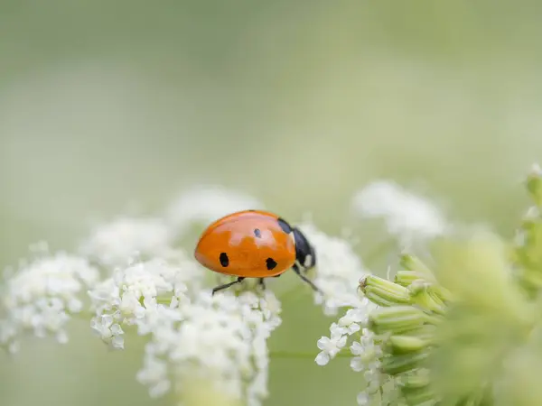 Closeup Shot Small Red Beetle Ladybug White Flower — Stock Photo, Image