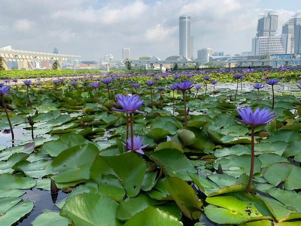 在以新加坡为背景的湖中 一张美丽的紫色回旋曲的照片 — 图库照片