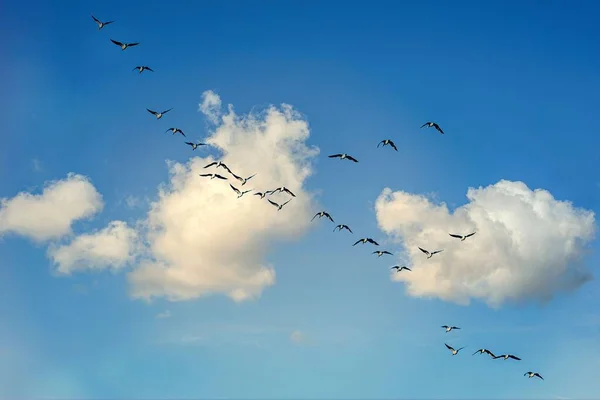 Μια Όμορφη Θέα Ενός Σμήνους Από Ιπτάμενα Πουλιά Στον Γαλάζιο — Φωτογραφία Αρχείου