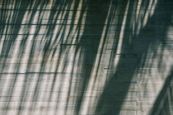 墙上的热带棕榈树阴影的特写镜头 — 图库照片
