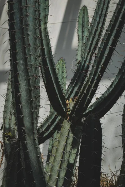 Zbliżenie Ogromnego Kaktusa Długimi Kolczastymi Cierniami Słonecznym Ogrodzie — Zdjęcie stockowe