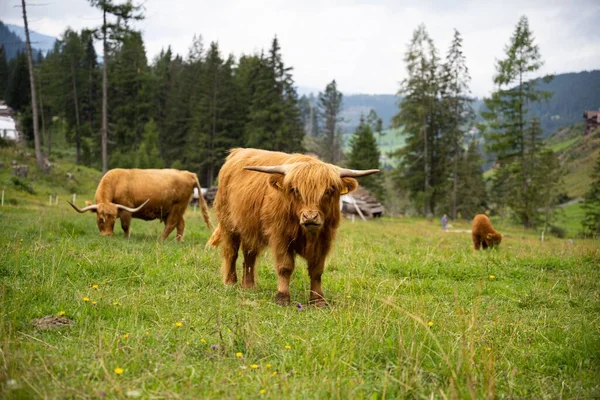 Closeup Highland Cattles Field Dolomites — Stock Photo, Image