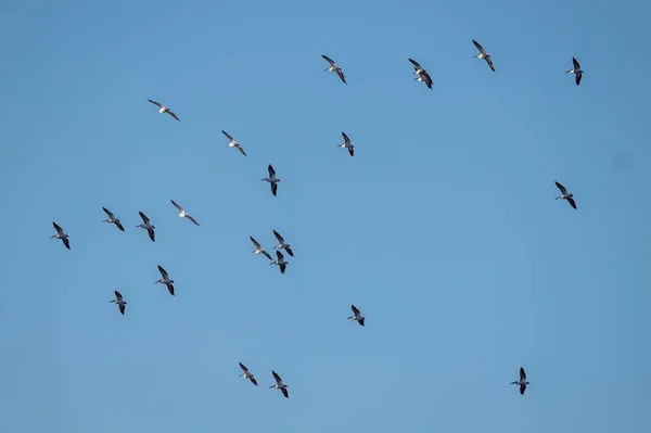 Група Пеліканів Літає Повітрі Проти Блакитного Неба — стокове фото