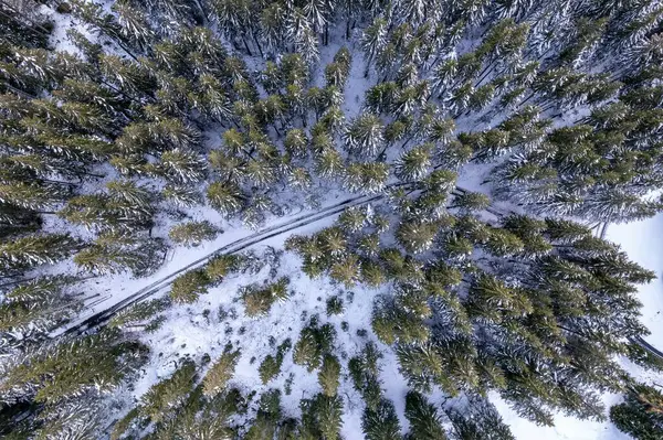 Luftaufnahme Eines Schneebedeckten Kiefernwaldes — Stockfoto