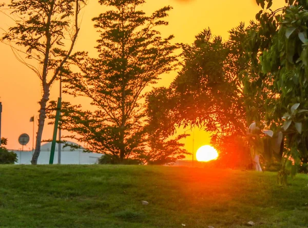 Мальовничий Захід Сонця Над Парком Зеленими Деревами Золота Година — стокове фото