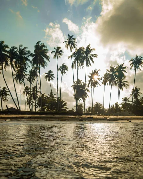 Eine Vertikale Aufnahme Des Ozeans Der Nähe Der Palmen Unter — Stockfoto