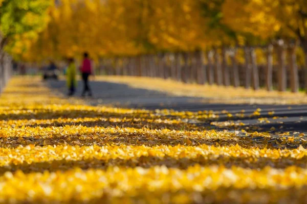 Kaliforniya Napa Vadisi Ndeki Sarı Ginkgo Ağaçlarının Güzel Manzarası — Stok fotoğraf