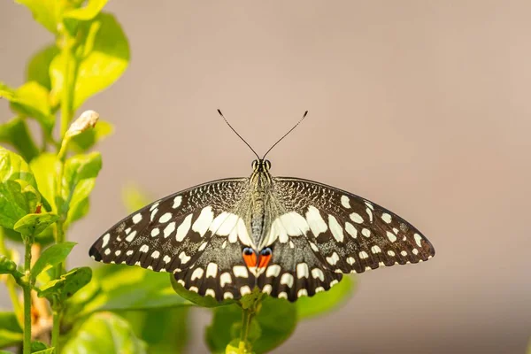 背景がぼやけている植物の上を飛ぶライム蝶のマクロショット — ストック写真