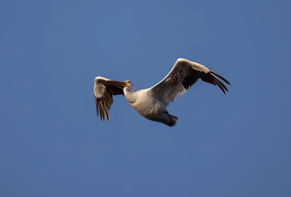 Пеликан Летит Воздухе Против Голубого Неба — стоковое фото