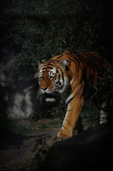 Egy Függőleges Lövés Egy Amur Tigris Sétál Sötétben Egy Erdőben — Stock Fotó