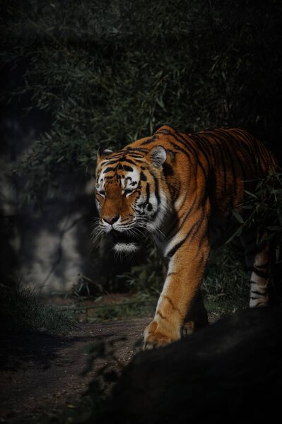 A vertical shot of an Amur tiger walking in darkness in a forest