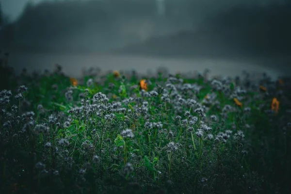 Campo Flores Silvestres Baviera Com Nevoeiro Descendo Sobre Flores — Fotografia de Stock